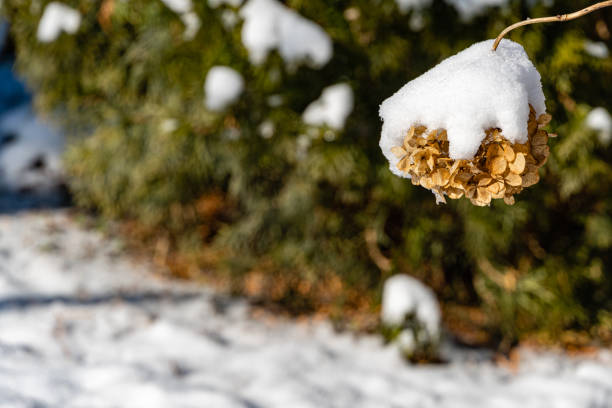 istock Snow on beautiful dry hydrangea flower on blurred background. Selective focus. Winter's tale in landscaped garden. Close-up. North Caucasus nature concept for design. 1270453385
