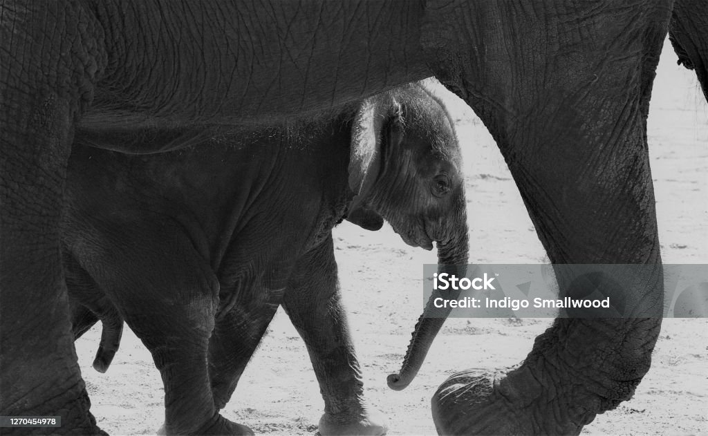 Baby Elephant A baby elephant walks side by side with his mother Animal Stock Photo