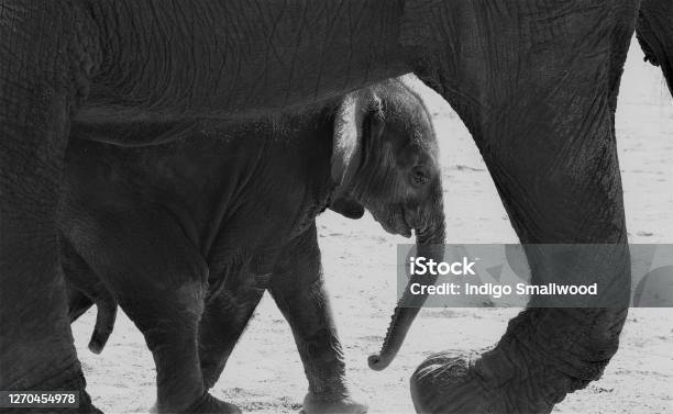 Baby Elephant Stock Photo - Download Image Now - Animal, Animal Family, Black And White