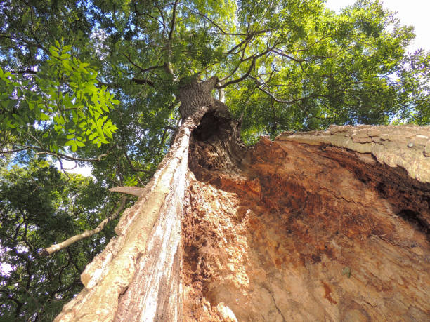 istock Hollowed out trunk of European Ash Tree (Fraxinus excelsior) 1270455643