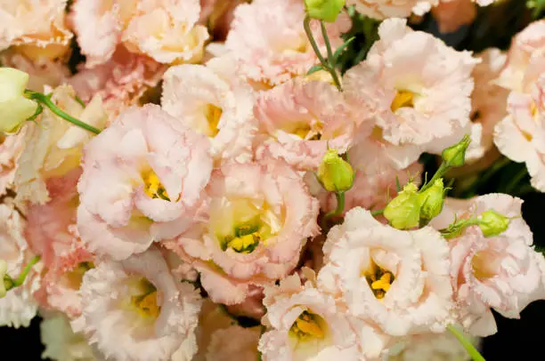 Beautiful pink eustoma flower (lisianthus) in full bloom with green leaves. Bouquet in flower shop."n"n