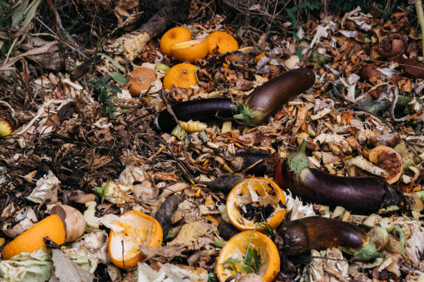 istock Vegetables and fruits rot in the compost pit. Household waste for composting fruit and vegetables in the garden. Colorful compost heap and garbage pit with rotten colored vegetables and fruits. 1270457395