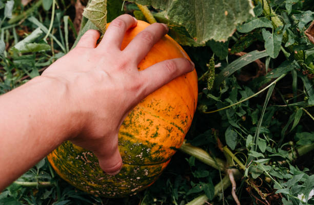 istock Big pumpkin growing on a pumpkin patch. Touch the pumpkin with one hand. Farm for growing vegetables, pumpkin for Halloween. 1270457456