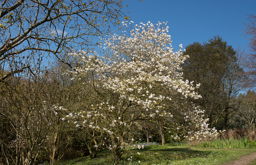 Magnolia stellata is a Slow Growing Tree os Shrub and Native to Japan