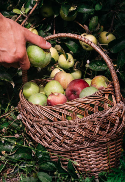 istock Farming and gardening. A human puts fresh-picked apples from an Apple tree in a straw wicker basket. Harvest at the end of summer during Apple spas. 1270457827