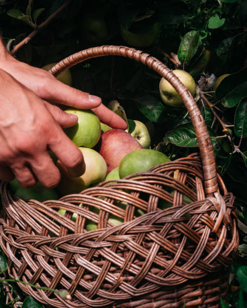 istock Farming and gardening. A human puts fresh-picked apples from an Apple tree in a straw wicker basket. Harvest at the end of summer during Apple spas. 1270457832