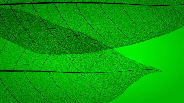 istock Abstract texture with green leaves. Background 1270458588