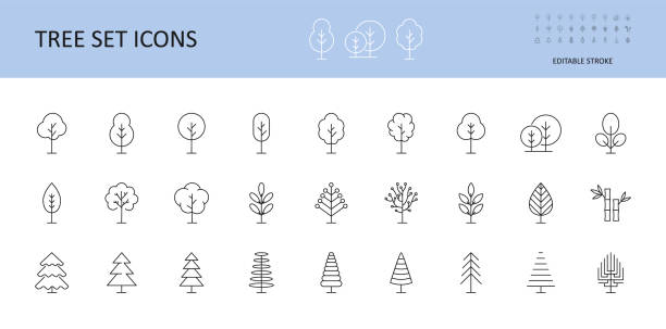 ilustraciones, imágenes clip art, dibujos animados e iconos de stock de iconos de conjunto de vectores de árbol. arboles con corona, hojas, abeto, pino conífera. arcos lineales icono trazo editable. - icono de línea ilustraciones