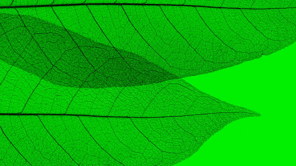istock Abstract texture with green leaves. Background 1270459226