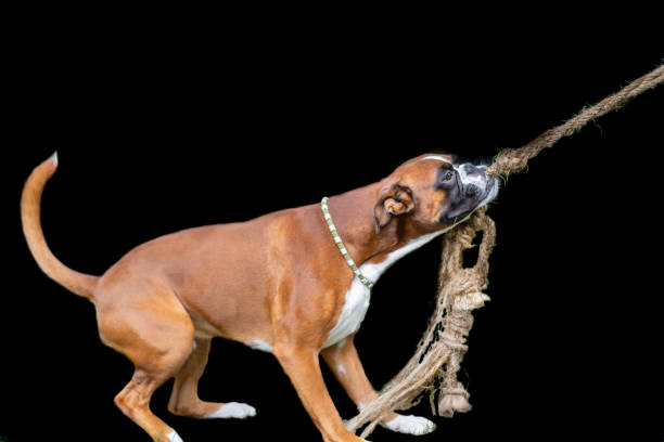 Young boxer dog is pulling a rope