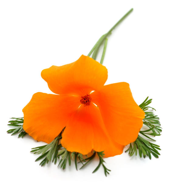 One orange escholzia. One orange escholzia isolated on a white background. california golden poppy stock pictures, royalty-free photos & images