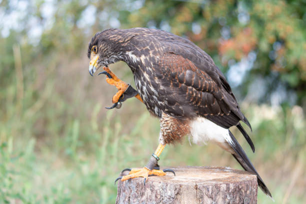 istock Falconry, falcon, bird, eagle, 2020, spread wings,  no people, looking forward,  Netherlands, beautiful, wildlife, young animal, hawk 1270459680