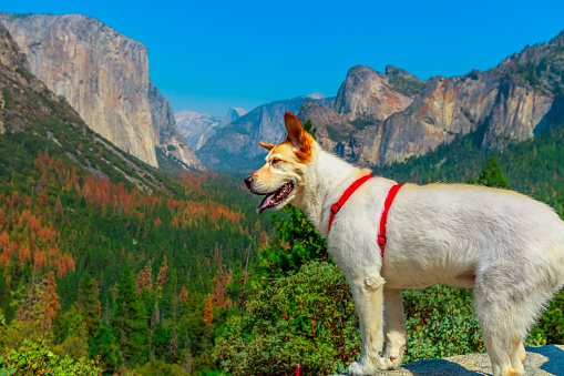 white dog looking the panorama at El Capitan Tunnel View overlook in Yosemite National Park, California, United States. Half Dome and Bridalveil Fall from the iconic Tunnel View. American holidays.