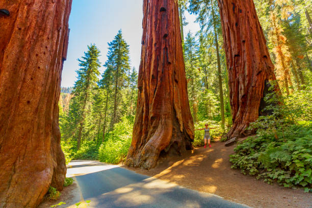 Enjoying at Sequoia National Park