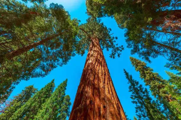 Photo of Sequoia and Kings Canyon National Parks