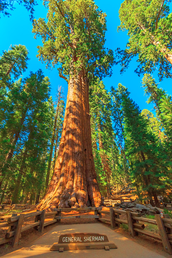 General Sherman tree in Sequoia National Park, Sierra Nevada in California, United States of America. The General Sherman tree is famous to be the largest tree in the world.