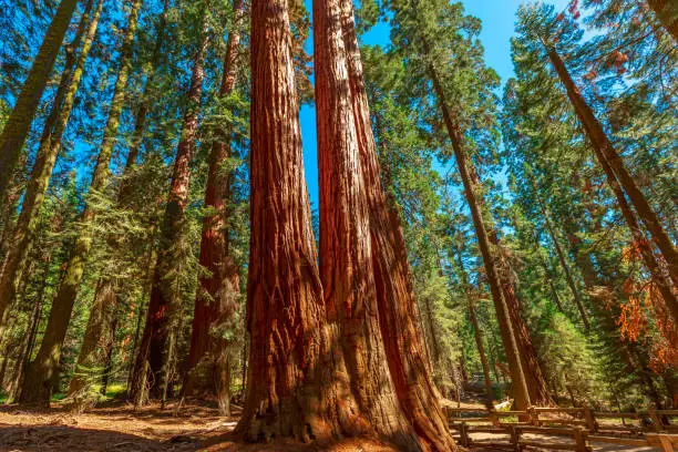 Photo of The Tough Twins sequoia trees