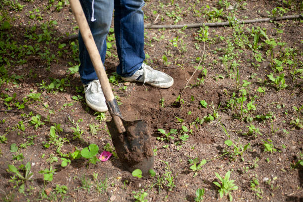 istock The gardener is planting a tree in the ground. 1270466889