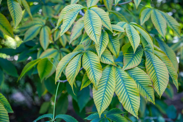 istock Thick juicy leaf of a large green plant 1270467902