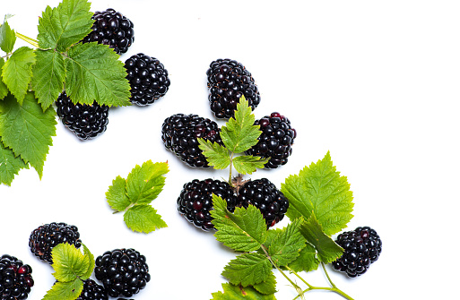 Fresh blackberry fruit with leaves on white background isolated. Healthy and natural sweet food