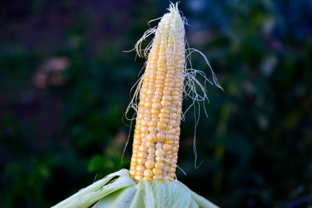 ripe yellow corn cob close up in the evening - wheat whole wheat close up corn on the cob imagens e fotografias de stock