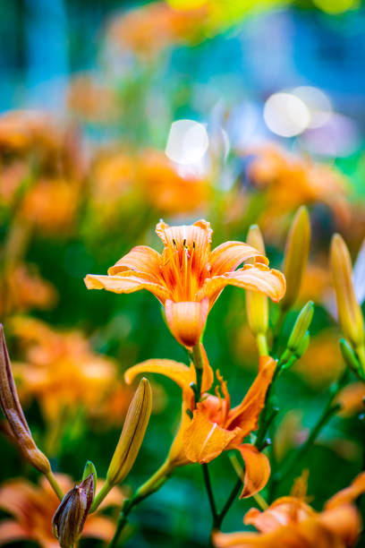 Orange lily flowers in the field closeup Orange lily flowers in the field closeup macro detailed shot lily photos stock pictures, royalty-free photos & images