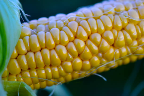 ripe yellow corn cob close up in the evening - wheat whole wheat close up corn on the cob imagens e fotografias de stock