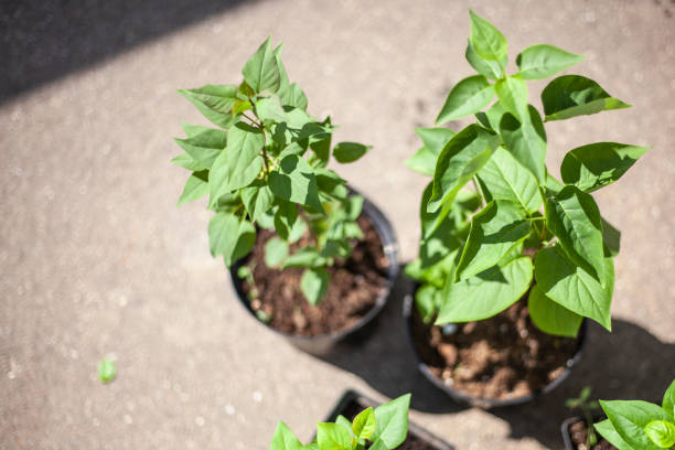 istock Sapling for planting in the ground. Reforestation 1270468260