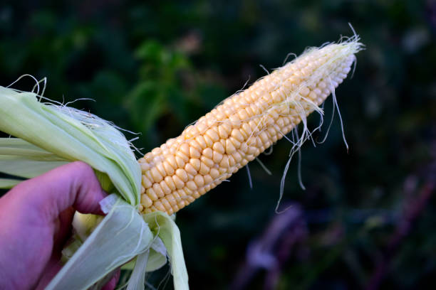 istock A ripe yellow corn cob in a man's hand 1270468297