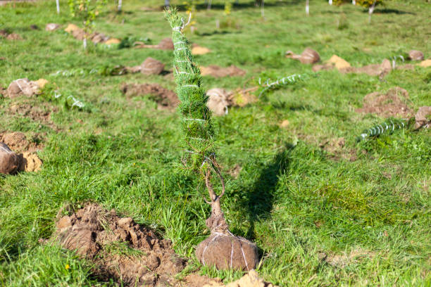 istock Sapling for planting in the ground. Reforestation 1270468311