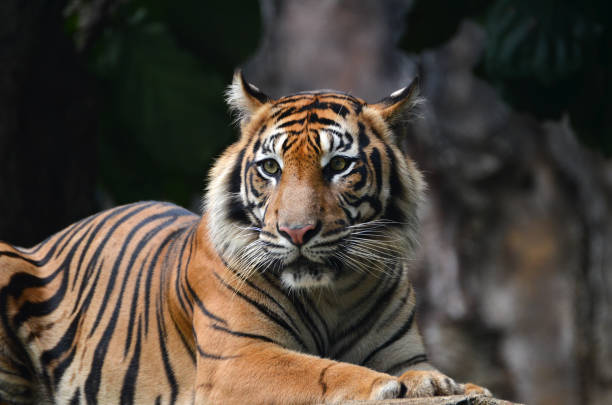 istock close up view of a sumatrean tiger 1270469848