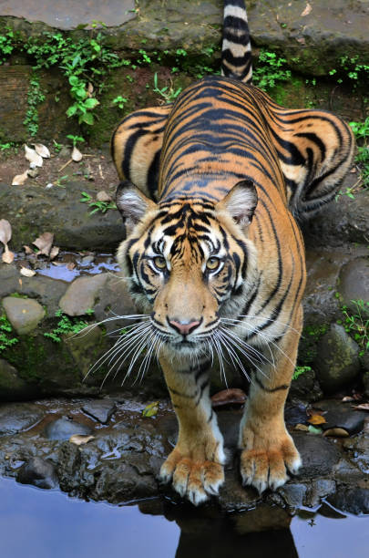 istock close up view of a sumatrean tiger 1270469866