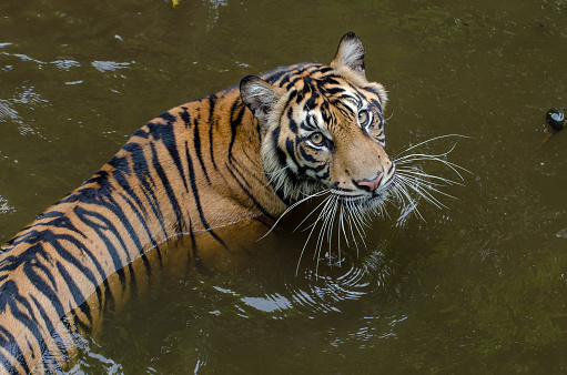 The Sumatran tiger is a population of Panthera tigris sondaica in the Indonesian island of Sumatra.
