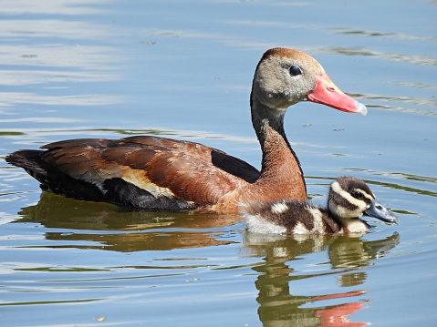 Black-bellied Whistling Duck and young duck