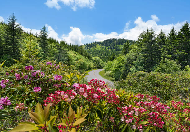Winding highway in the mountains. Flowers blooming along Blue Ridge Parkway. Scenic road in the mountains. Summer mountain  scenery. Near Asheville, North Carolina, USA. blue ridge parkway photos stock pictures, royalty-free photos & images