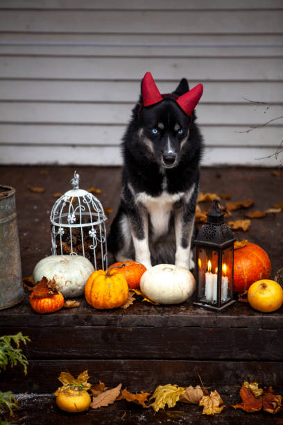 husky dogs celebrate halloween - devil dogs imagens e fotografias de stock