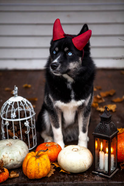 istock Husky dogs celebrate Halloween 1270471883