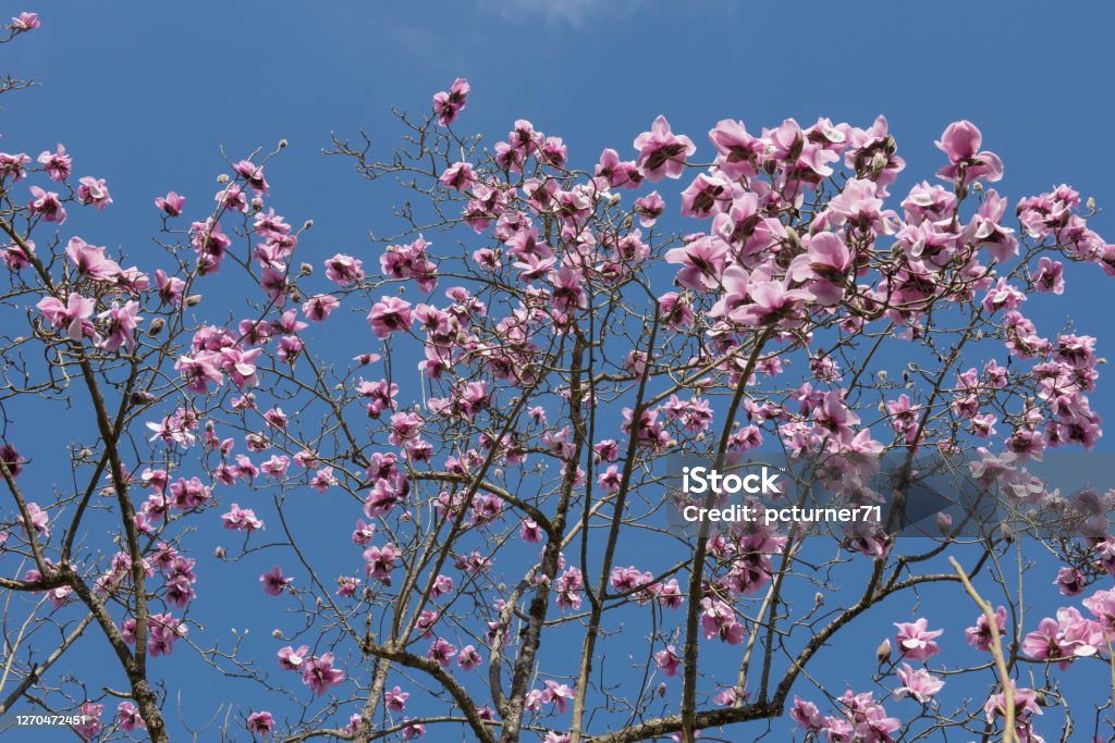 Bright Pink Spring Pink Flowers on a Deciduous Sprenger's Magnolia Tree (Magnolia sprengeri) Growing in a Country Cottage Garden in Rural Devon, England, UK Magnolia Backgrounds Stock Photo