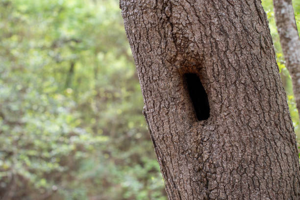 tronco de árbol texturizado hollow - tree hole bark brown fotografías e imágenes de stock