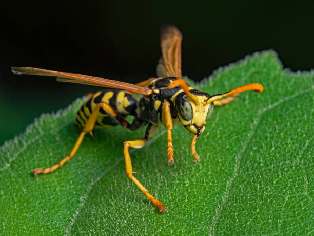 istock European paper wasp, Gallische Feldwespe (Polistes dominulus) 1270473679