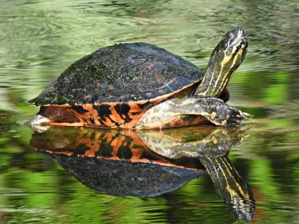 Florida Red-bellied Cooter profile
