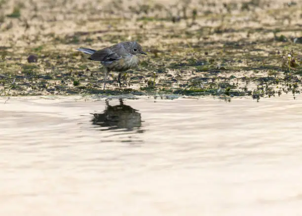 Photo of Yellow Rumped Warbler in Eleven Mile Canyon