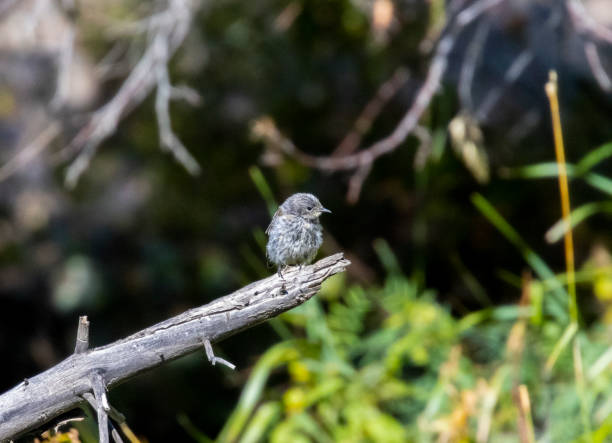 istock Yellow Rumped Warbler in Eleven Mile Canyon 1270477427
