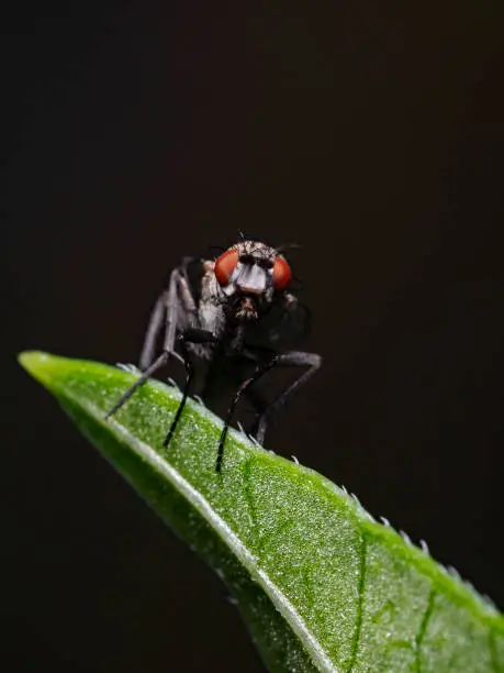 Photo of Housefly on plant leaf, Stubenfliege auf Pflanzenblatt (Musca domestica)