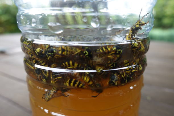 Wasp trap made from a plastic bottle and filled with beer