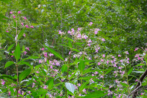 Close up of Himalayan Balsam, also called Impatiens glandulifera or springkraut