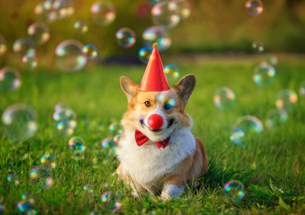portrait of a Corgi puppy in a red cap and a funny clown nose in soapy shiny bubbles sitting on the green grass festive portrait of a Corgi puppy in a red cap and a funny clown nose in soapy shiny bubbles sitting on the green grass and smiling clown photos stock pictures, royalty-free photos & images