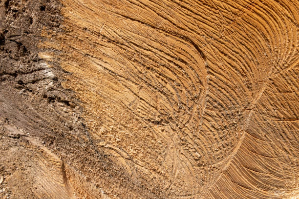 Newly sawn logs, stacked and ready for collection Newly sawn logs, stacked and ready for collection. texture style firewood roughhewn stock pictures, royalty-free photos & images