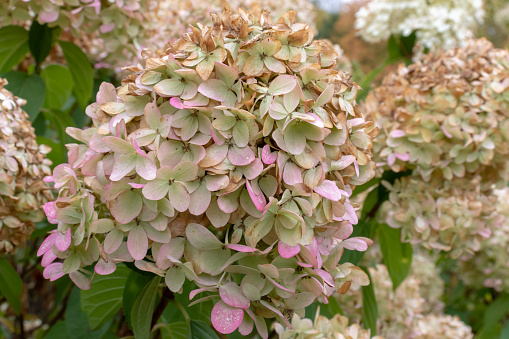 Faded flowers of hydrangea in a garden at the end of summer close up, autumn coming.