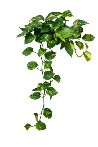 Heart shaped green variegated leave hanging vine plant bush of devils ivy or golden pothos (Epipremnum aureum) popular foliage tropical houseplant isolated on white with clipping path.